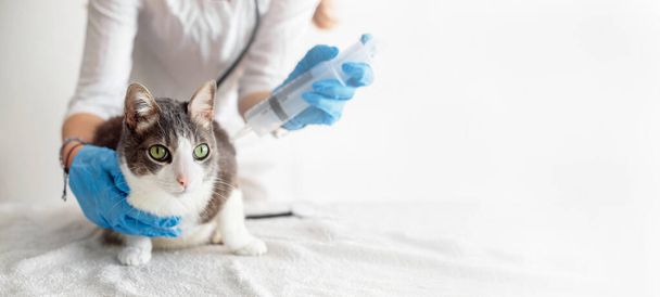 Veterinerlik kliniğinde. Eldivenli kadın veteriner kediye iğne yapıyor. Doktor randevusundaki korkak kedi. Mesaj için yer var. Veteriner muayenehanesinde kedi kontrolü - Fotoğraf, Görsel