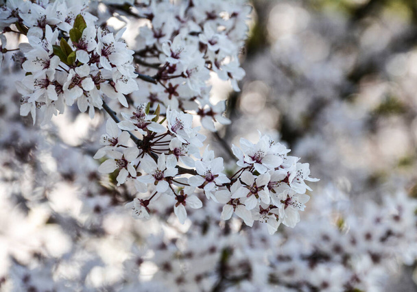 White flowers on a tree in spring. - Photo, Image