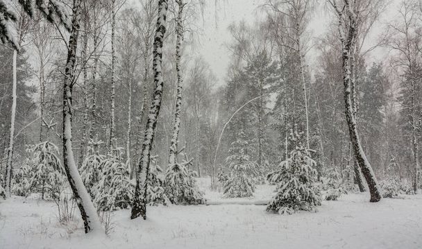 Zimní les. Stromy pokrýval hustý sníh. Všude kolem jsou bílé závěje a zasněžené větve. Krásná příroda. - Fotografie, Obrázek