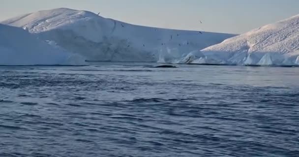 Büyük buzulların yakınındaki körfezde yüzen balinalar - Video, Çekim