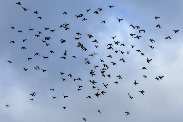 Beau vol d'un troupeau de colombes sur le fond du ciel nuageux. - Photo, image