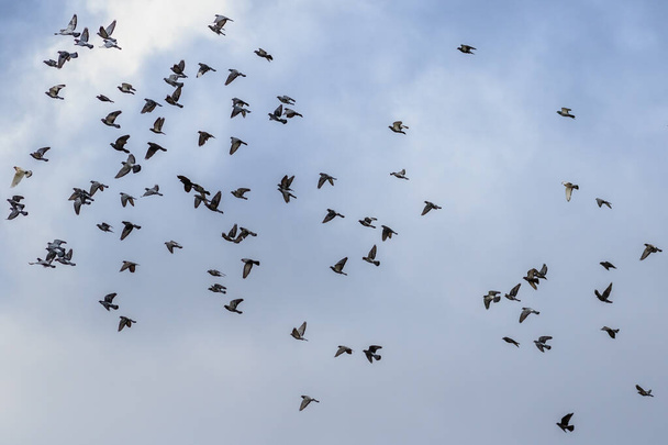 Egy csapat galamb gyönyörű repülése a felhős ég hátterében. - Fotó, kép