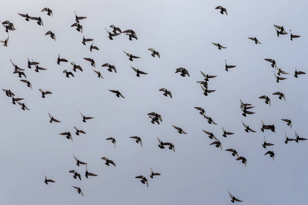 Schöner Flug einer Schar Tauben vor dem wolkenverhangenen Himmel. - Foto, Bild