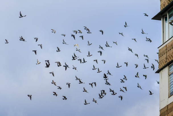 Vlucht van een zwerm duiven op een achtergrond van een bewolkte lucht - Foto, afbeelding