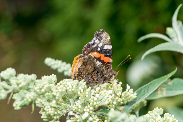 Buddleja davidii der Schmetterlingsstrauch - Foto, Bild