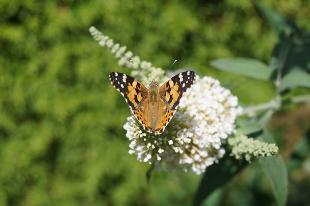 Бад Давіді Кущ метелика
 - Фото, зображення