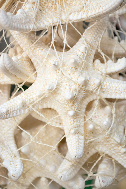 Les coquillages, un souvenir typique de la mer Noire
 - Photo, image