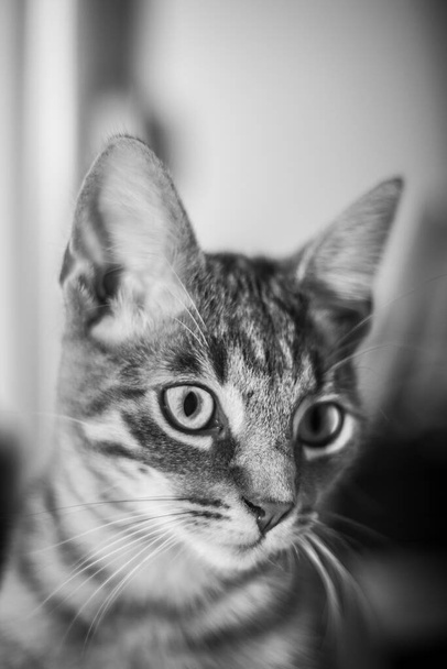 Suloinen musta ja valkoinen kasvot pieni kissa katselee poispäin - Valokuva, kuva
