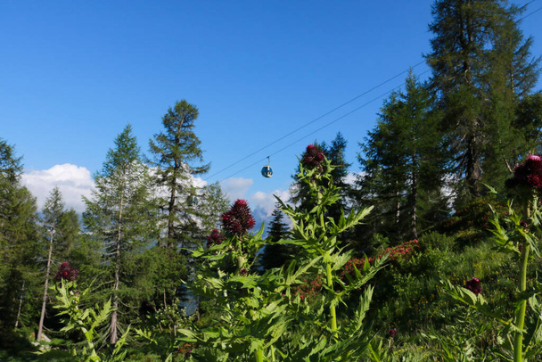Nahaufnahme von Blumen mit der 5-Seen-Seilbahn im Hintergrund und einem Panoramablick auf die Berge vom Weg, der zu den 5-Seen-Hütten im Trentino führt, Reisen und Landschaften in Italien  - Foto, Bild