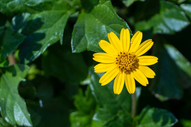 Sphagneticola calendulacea желтый цветок на Ближнем Востоке очень близко к макрофотографии. - Фото, изображение