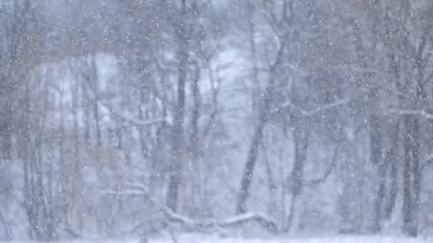 Los copos de nieve caen en invierno en cámara lenta de Bokeh, un fascinante video con nieve. - Imágenes, Vídeo