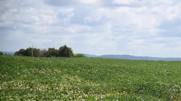 Grote sojaplantage in Brazilië in het stadium van ontwikkeling en graanvulling. - Video