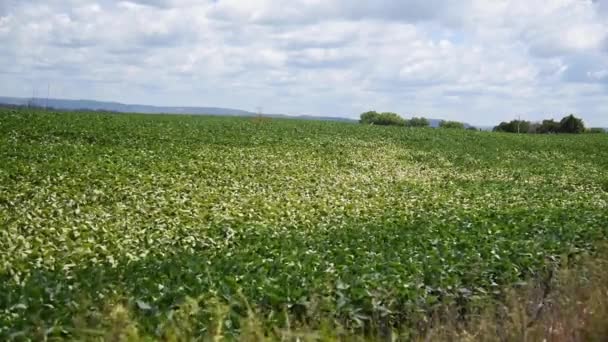 Grote sojaplantage in Brazilië in het stadium van ontwikkeling en graanvulling. - Video