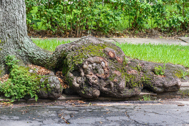 Корень распухшего дерева из живого дуба - Фото, изображение