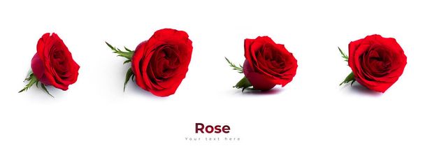 Piros rózsa virág elszigetelt fehér háttérrel. Kiváló minőségű fénykép - Fotó, kép