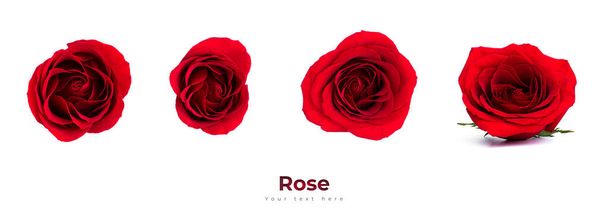 Červená růže květiny izolované na bílém pozadí. Kvalitní fotografie - Fotografie, Obrázek
