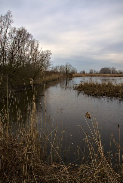 A marsh full of reeds in marsh next to a park in the italian countryside in winter - Photo, Image