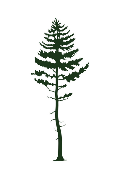 icona silhouette pino verde - Vettoriali, immagini