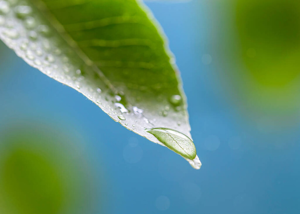 Doğanın arka planına karşı yeşil yapraklar üzerinde bir damla su.. - Fotoğraf, Görsel