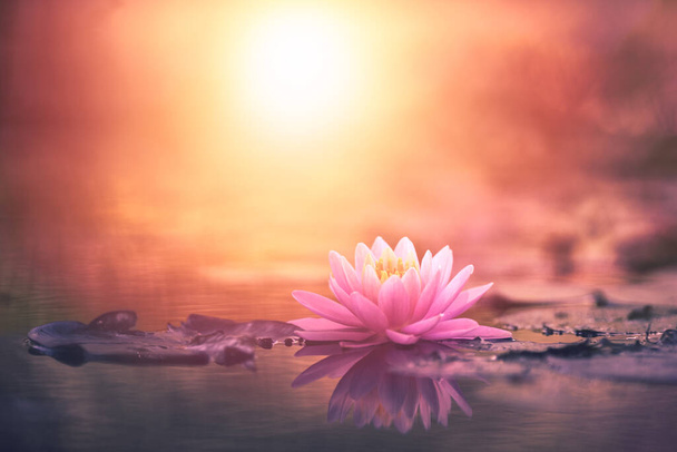 Vaaleanpunainen lootus kukka tai vesi Lily kelluva vedessä auringonpaiste tausta - Valokuva, kuva