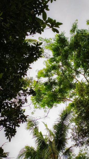 Árvores altas com diferentes formas de folhas de baixo vista - Foto, Imagem