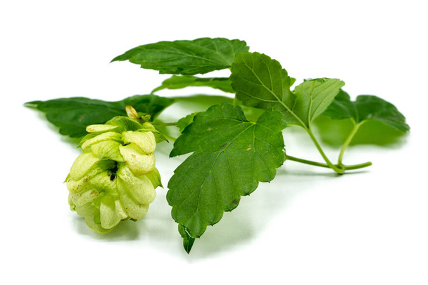 Hop plant isolated on white background - Photo, Image