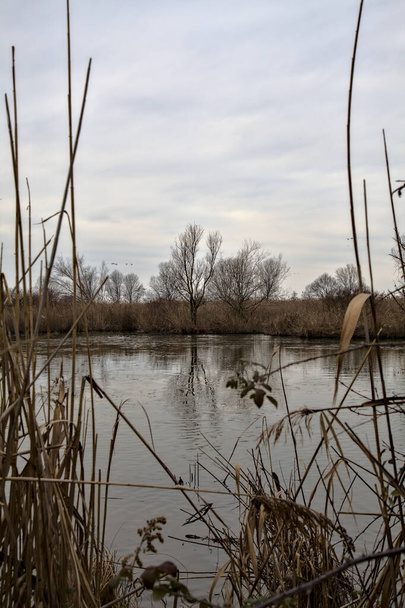 冬のイタリアの田舎の公園の隣の沼に葦がたくさんある沼 - 写真・画像
