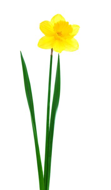 daffodil isolated  - 写真・画像