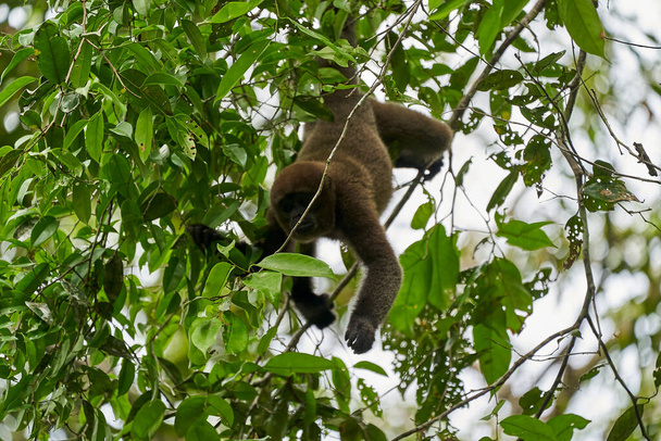 Καφέ μαλλιαρή μαϊμού, κοινή ή Humboldts μαλλιαρή μαϊμού, Lagothrix lagothricha, πίθηκος του νέου κόσμου από την Κολομβία, το Εκουαδόρ, το Περού και τη Βραζιλία, κρέμεται από την ουρά του από το θόλο του τροπικού δάσους Cuyabeno - Φωτογραφία, εικόνα