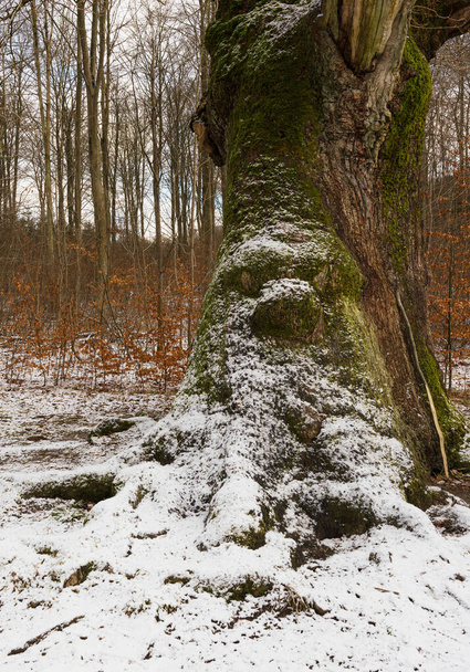 Vecchia quercia dove la neve rivela i contorni di una faccia da troll - Foto, immagini