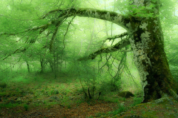 Grote boom in groen bos met een mystieke of magische uitstraling - Foto, afbeelding