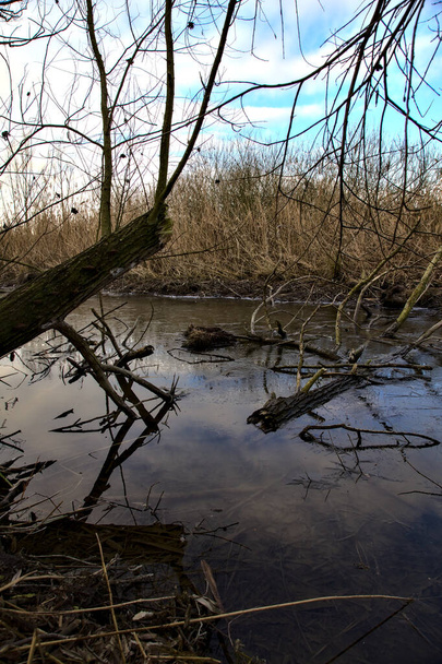 Болото, полное тростника в болоте рядом с парком в итальянской сельской местности зимой - Фото, изображение