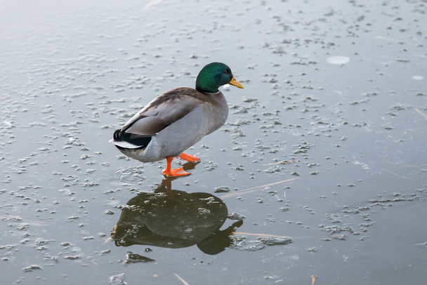 An adult duck walks across the ice of a frozen pond - Photo, Image
