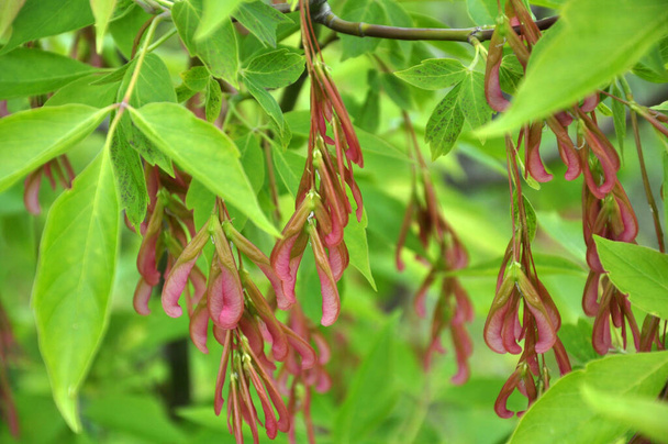 Maple (Acer negundo) grows in the wild  - Photo, Image