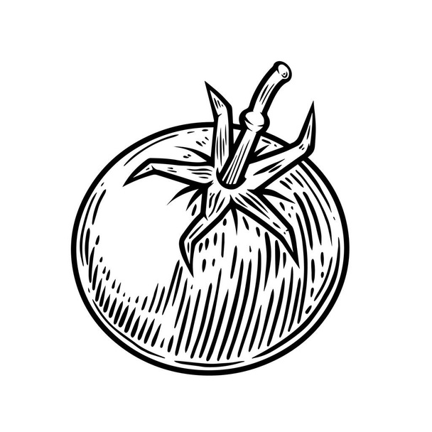 Illustration of cherry tomatoes isolated on white. Design element for poster, card, banner, flyer, menu. Vector illustration - Διάνυσμα, εικόνα