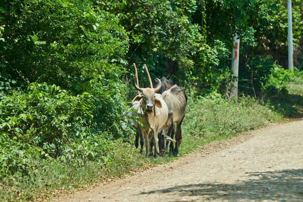 βοοειδή με ένα παλιομοδίτικο ξύλινο ζυγό στέκεται στην άκρη του δρόμου σε καταπράσινο αγροτικό τοπίο, και στοχασμό. Κολομβία, Νότια Αμερική - Φωτογραφία, εικόνα