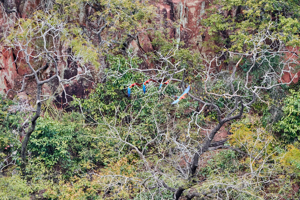 Belle aras écarlate, Ara macao, un grand perroquet rouge, jaune et bleu en Amérique centrale et du Sud, à Buraco das Aras au Brésil, Amérique du Sud - Photo, image