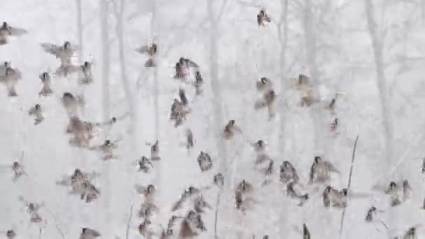 gorriones vuelan maravillosamente durante una nevada - Metraje, vídeo