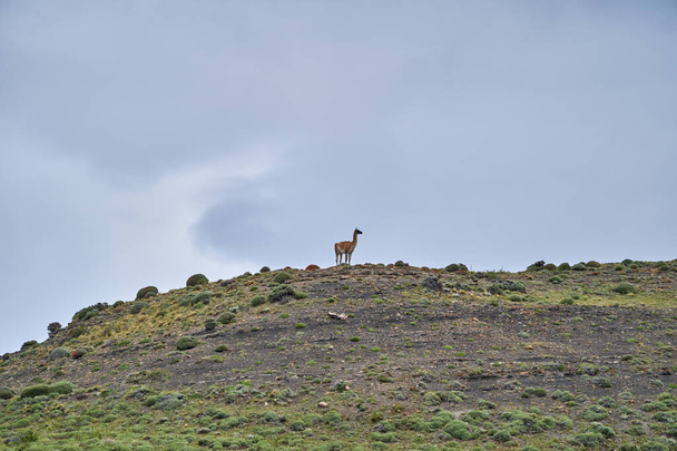 Lama guanicoe, Güney Amerika 'da yaşayan, evcilleştirilmiş lama ile yakın akraba bir camelid. Guanaco, Patagonya, Şili 'deki Torres del Paine Ulusal Parkı' nın kayalık bir yamacında duruyordu. - Fotoğraf, Görsel