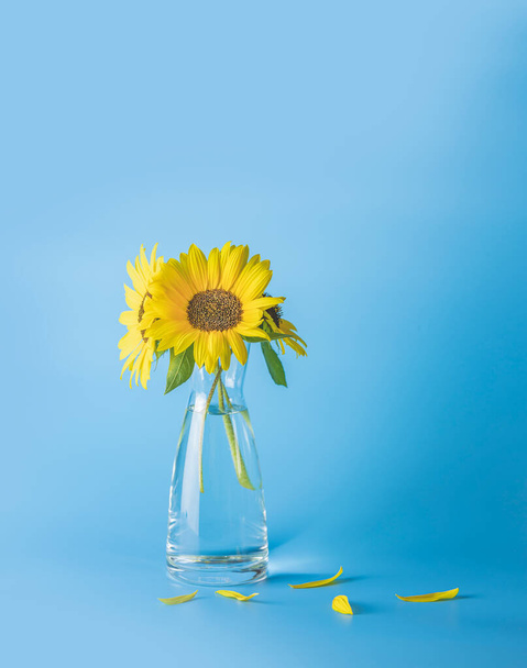 Strauß frischer Sonnenblumen in Glasvase auf hellblauem Hintergrund. Flache Tiefe auf dem Feld, Kopierraum. - Foto, Bild