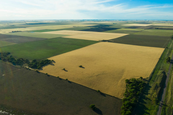 Campo de trigo pronto para colheita, na planície de Pampas, La Pampa, Argentina. - Foto, Imagem