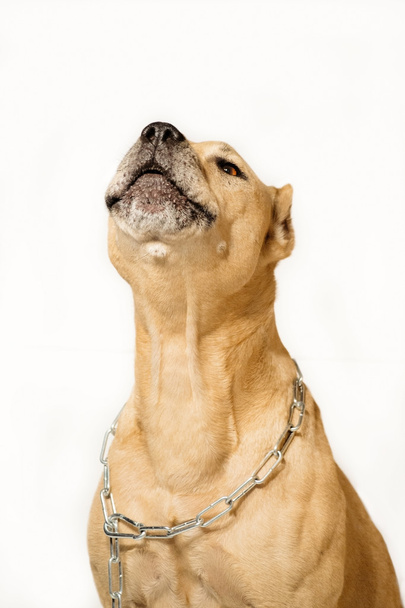 A dog on a chain - Φωτογραφία, εικόνα