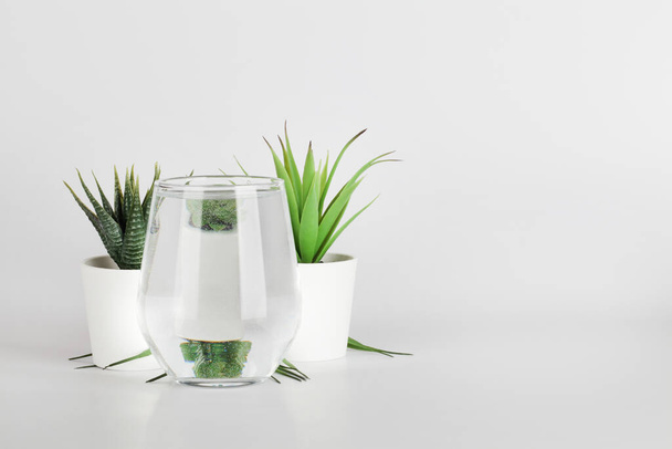 rostliny v květináčích zkreslené vodou ve skle na bílém pozadí. Home dekor, ekologický, relaxační koncept - Fotografie, Obrázek