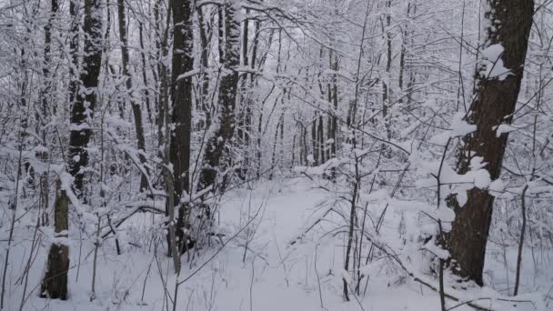 Tuuleton sää viehättävässä talvella lumen peittämässä metsässä. - Materiaali, video