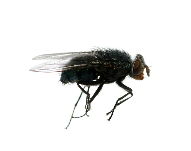 Fly on a white - Photo, Image
