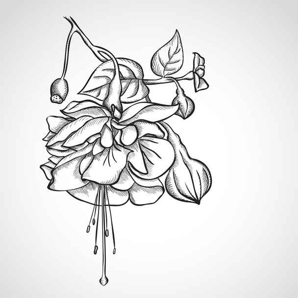 Sketch Fuchsia flowers - Vector, Image