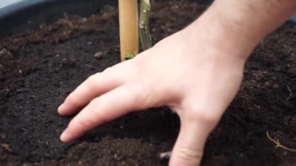 Το χέρι του ανθρώπου σκάβει στο υγρό χώμα της γλάστρας. Έννοια φύσης - Πλάνα, βίντεο