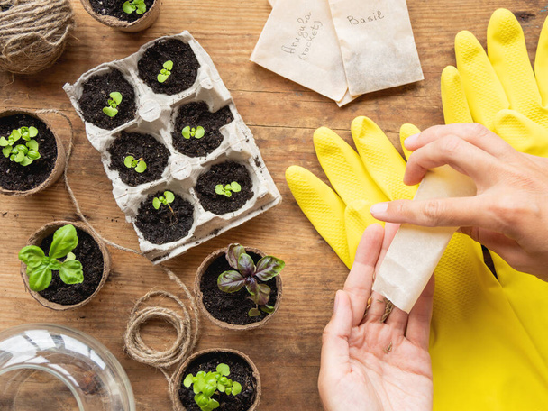 Basil seedlings in biodegradable pots on wooden table. Top view on woman hands with seeds in paper bags. Green plants in peat pots and yellow rubber gloves. - Foto, afbeelding