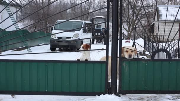 Le Labrador Retriever, Jack Russell Terrier et Pug regardent par derrière une clôture fermée dans la cour. - Séquence, vidéo