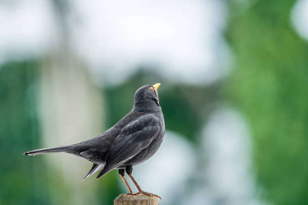 Common blackbird on a fence - Фото, изображение
